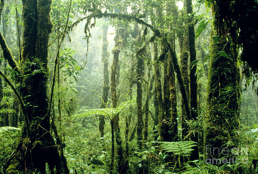 Tropical Cloud Forest In Costa Rica #1 Photograph by Gregory G. Dimijian