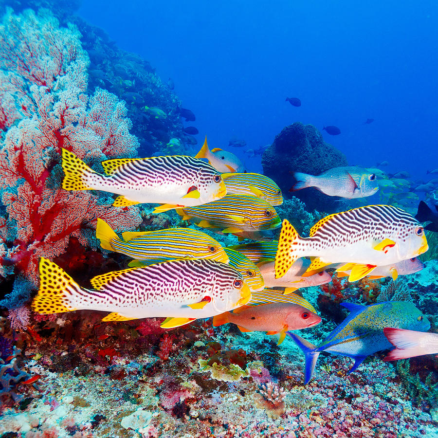 colorful reef fish
