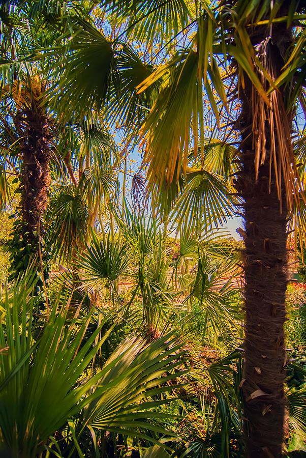 Tropical forest palm trees in sunlight #1 Photograph by Alex Grichenko