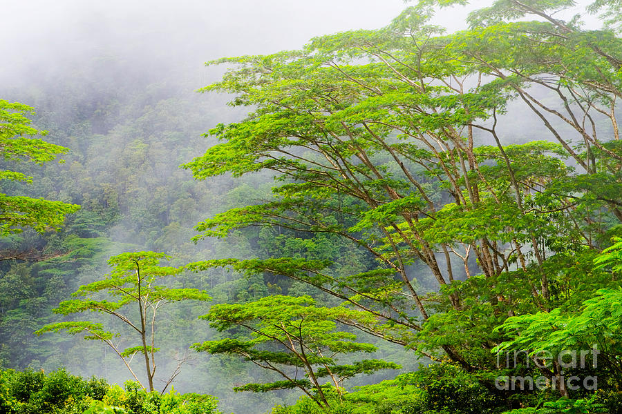 Tropical Forest, Seychelles #1 Photograph by Tim Holt