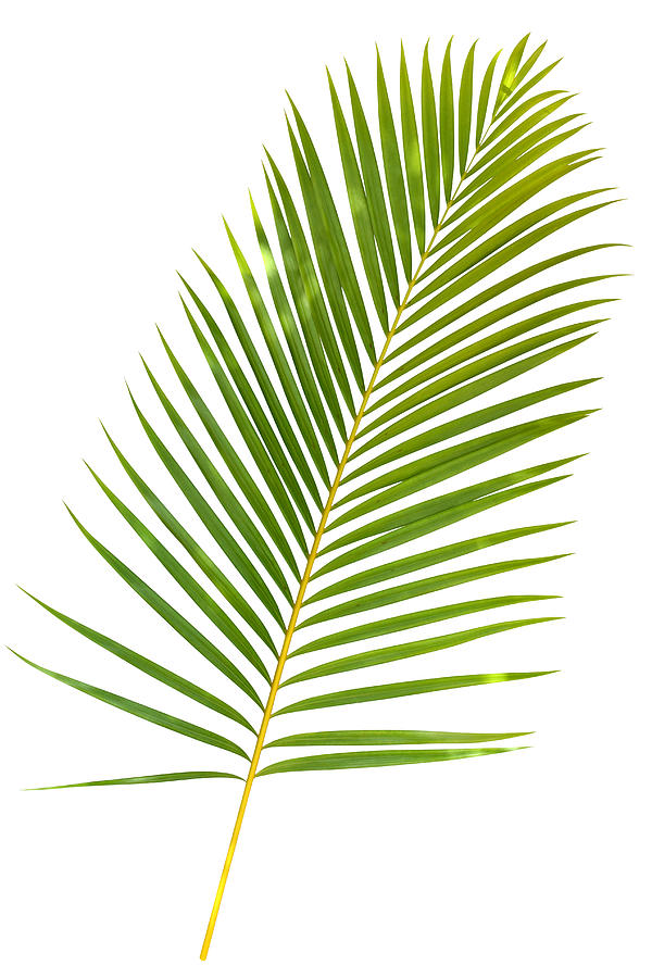Tropical green palm leaf isolated on white with clipping path #1 Photograph by Joakimbkk