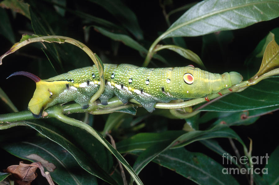 Tropical Hawkmoth Caterpillar #1 Photograph by Gregory G. Dimijian, M.D.