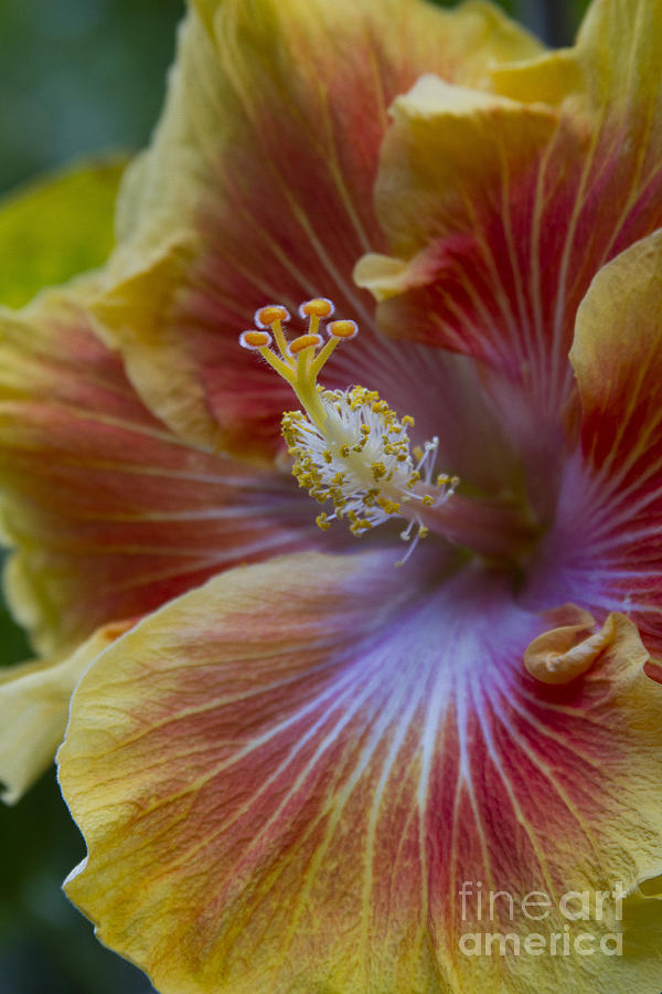 Tree Photograph - Tropical Hibiscus - Maui Hawaii by Sharon Mau