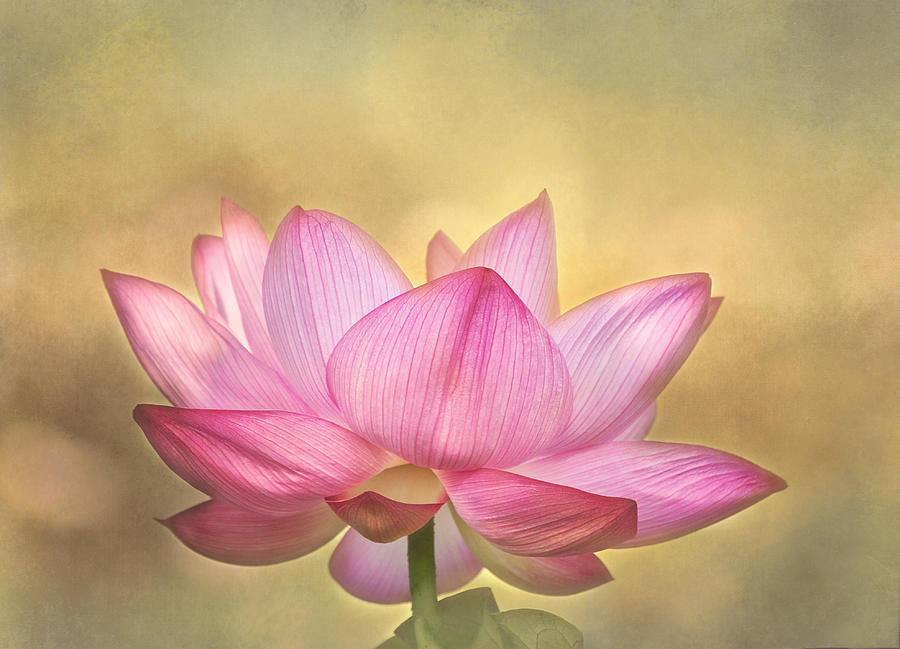 Tropical Lotus Flower 2 Photograph by Kim Hojnacki