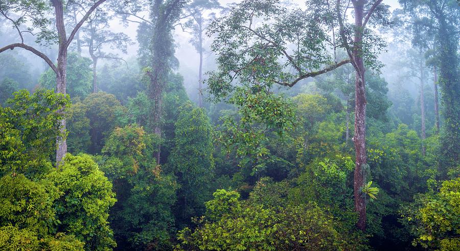 tropical-lowland-rainforest-photograph-by-alex-hyde-fine-art-america