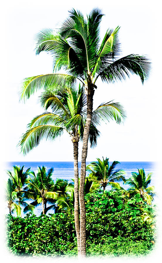 Tropical Palm Trees #1 Photograph by Athena Mckinzie