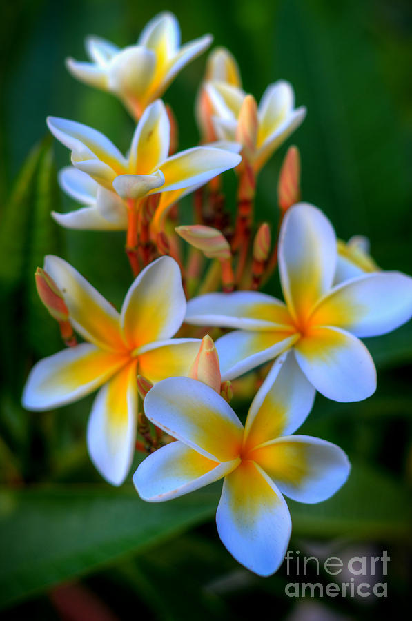 Tropical Plumerias #1 Photograph by Kelly Wade