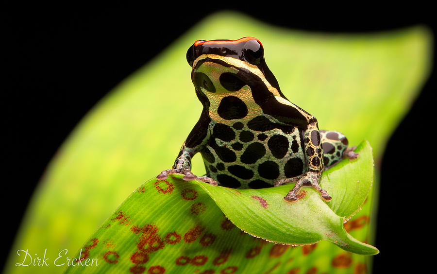 Jungle Photograph - Tropical Poison Arrow Frog #1 by Dirk Ercken