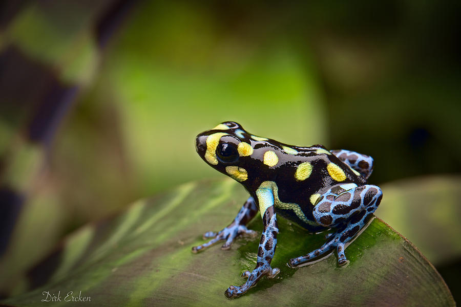 Jungle Photograph - Tropical Poison Dart Frog #1 by Dirk Ercken