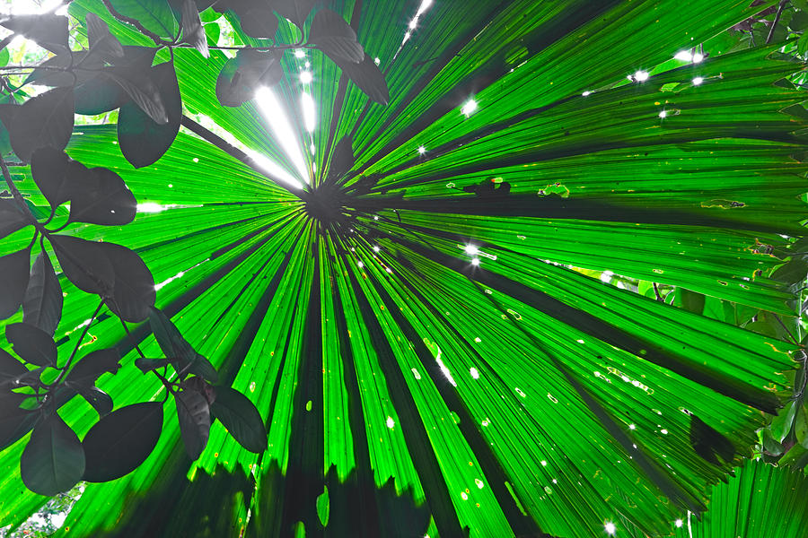 Tropical Pristine Rain Forest Background #1 Photograph by Dirk Ercken
