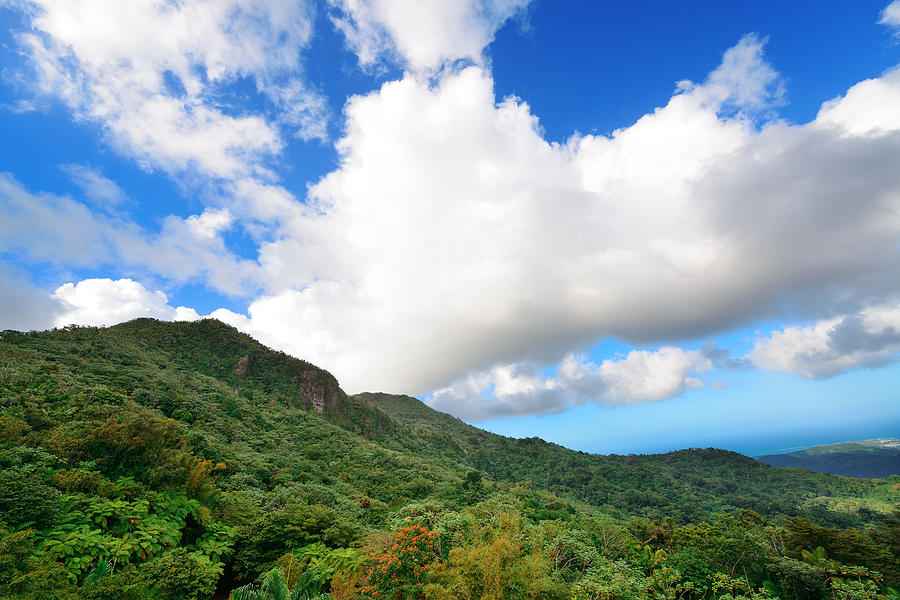 Tropical rain forest in San Juan #1 Photograph by Songquan Deng