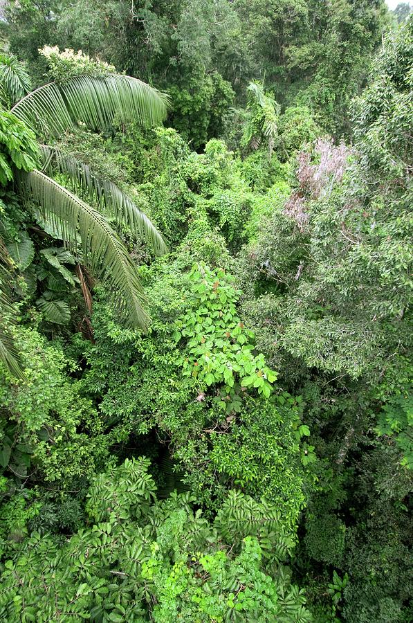 Tropical Rainforest Canopy #1 Photograph by Sinclair Stammers/science Photo Library