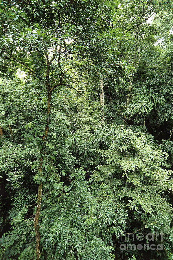 Tropical Rainforest, Panama #1 Photograph by Gregory G. Dimijian