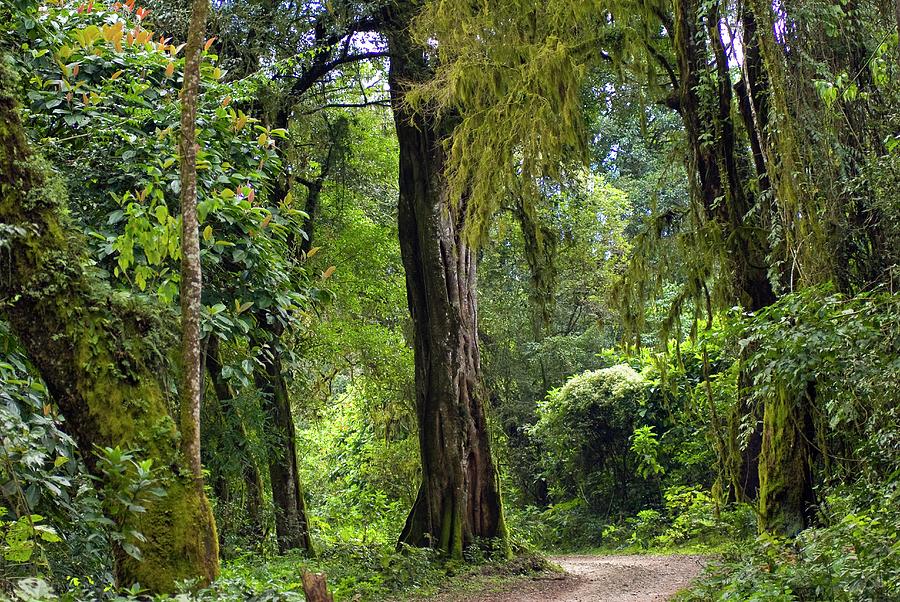 Tropical Rainforest #1 Photograph by Science Photo Library Tropical Rainforest #1 Photograph by Science Photo Library