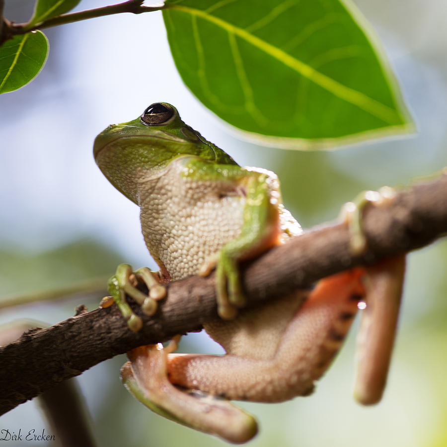 Frog Photograph - Tropical Tree Frog #1 by Dirk Ercken