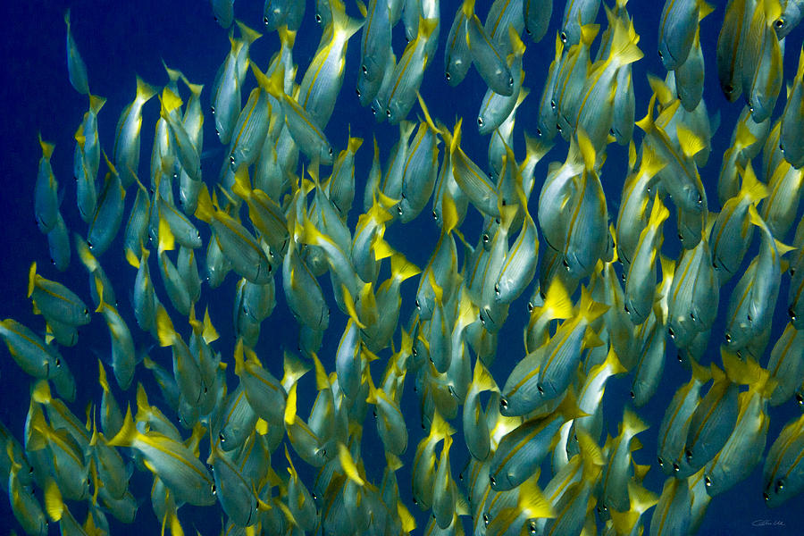 Tropical Underwaterworld - School Of Bigeye Snappers Photograph by ...