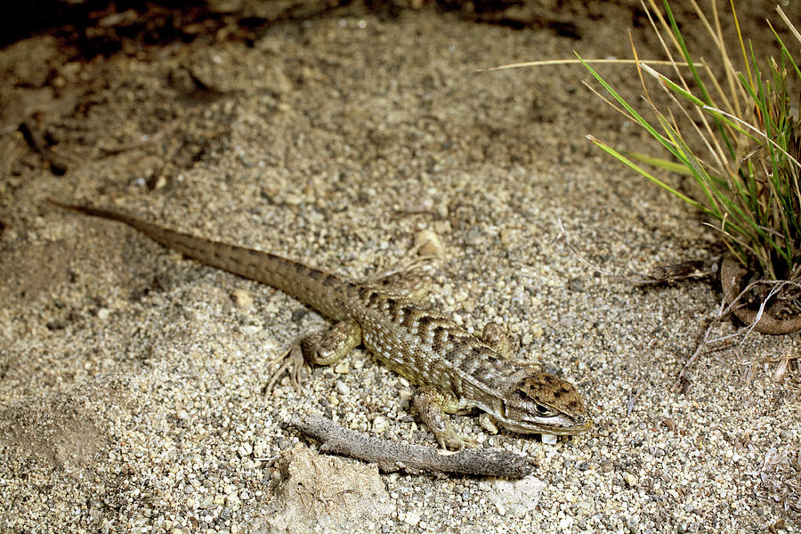 Tropidurid Lizard Photograph By Dr Morley Read Science Photo Library 