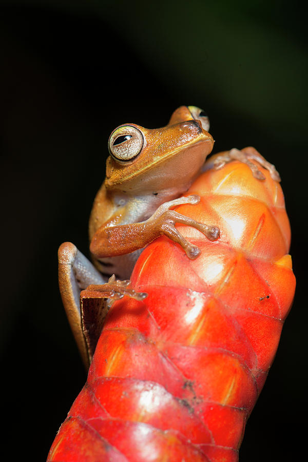Troschels Tree Frog #1 Photograph by Louise Murray/science Photo Library