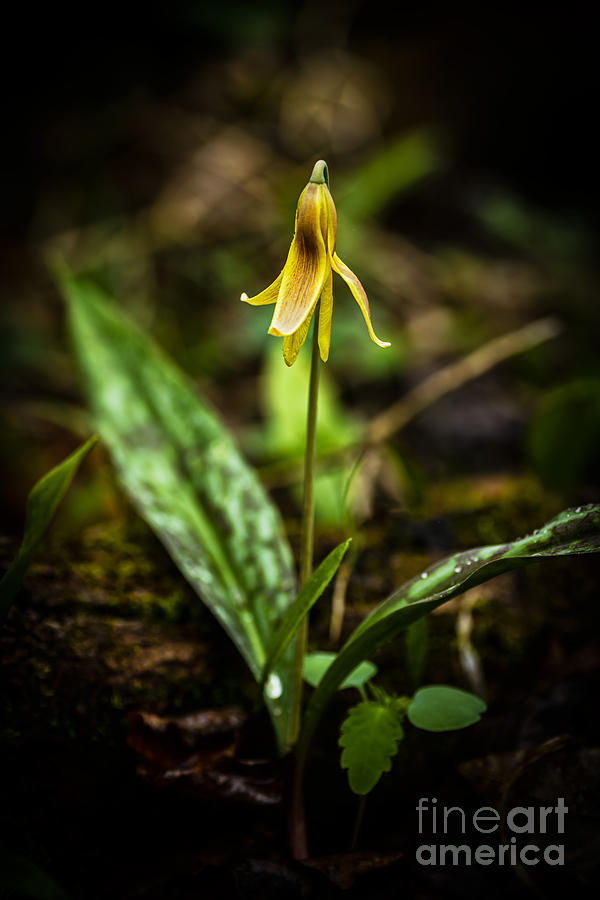 Trout Lily  #1 Photograph by Thomas R Fletcher