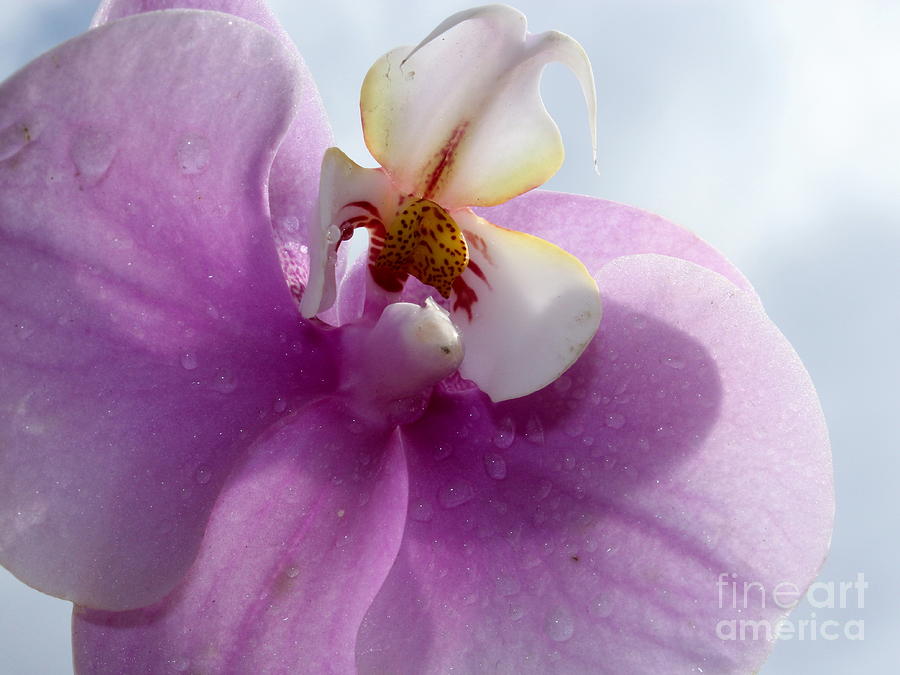Orchid Photograph - True #1 by Krissy Katsimbras