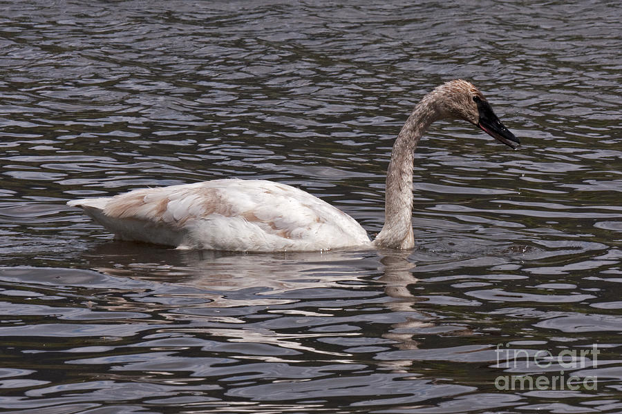 Trumpeter Swan #1 Photograph by Fred Stearns