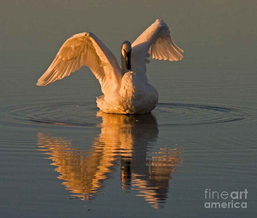 Trumpeter Swan on Swan Lake #1 Photograph by Fred Stearns