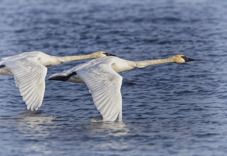 Trumpeter Swans Photograph by Al  Mueller