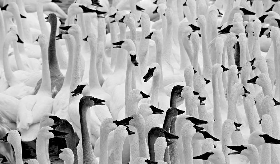 Trumpeter Swans #1 Photograph by Amanda Stadther
