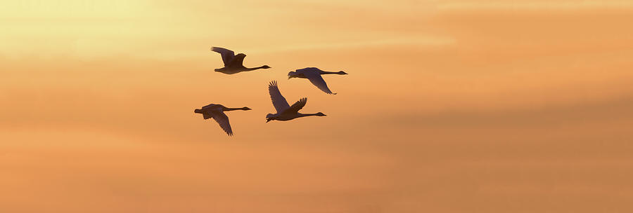 Nature Photograph - Trumpeter Swans In Flight At Sunset #1 by Panoramic Images