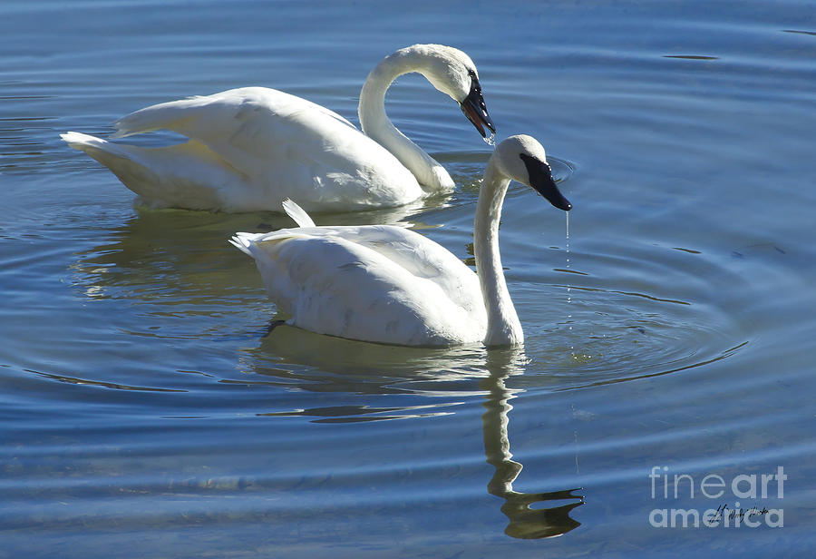 Trumpeter Swans #1 Photograph by J L Woody Wooden