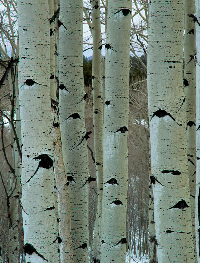 Nature Photograph - Trunks Of White Poplar Trees In Forest #1 by Simon Fraser/science Photo Library