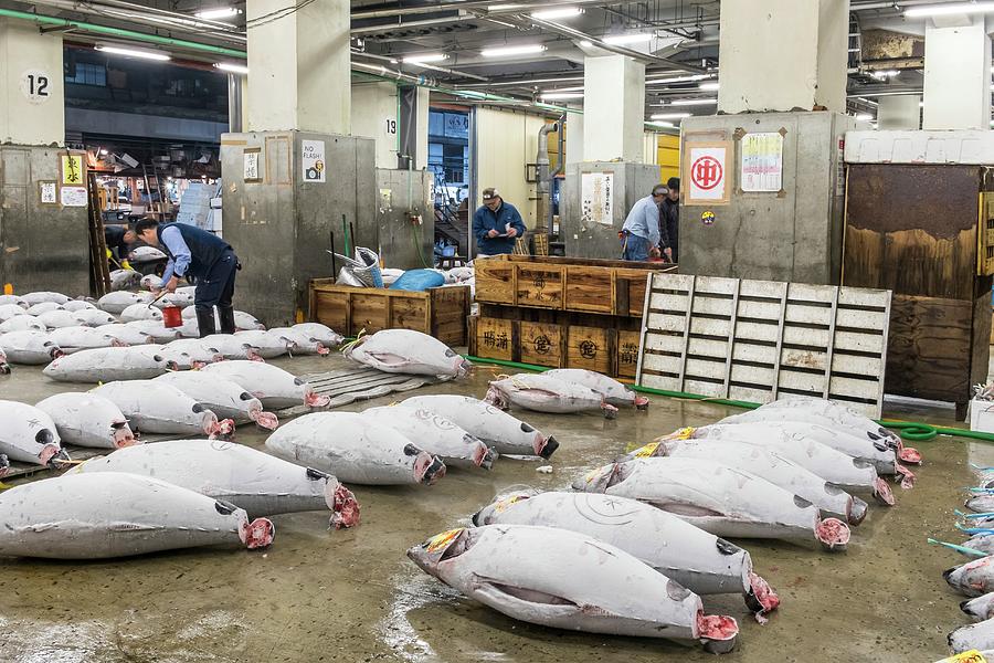 Tsukiji Fish Market Photograph by Photostock-israel/science Photo ...