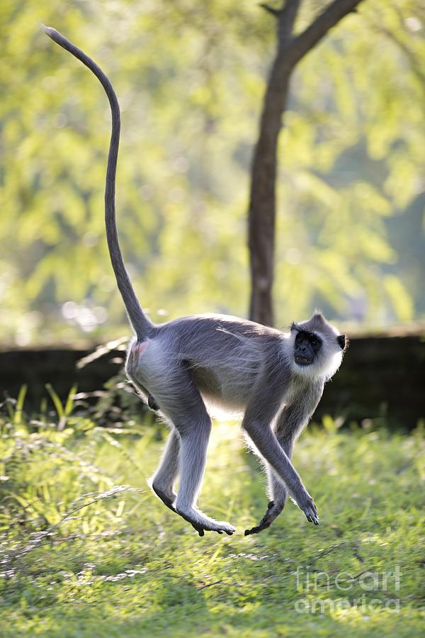 grey langur