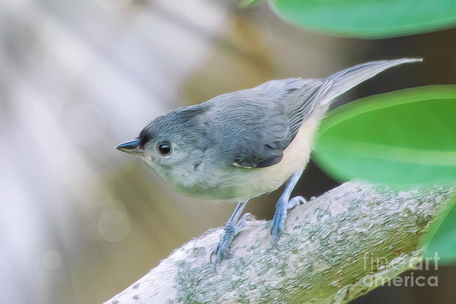 Tufted Titmouse #1 Photograph by Anne Kitzman
