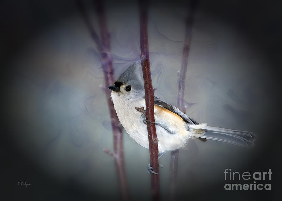 Tufted Titmouse #2 Photograph by Betty LaRue