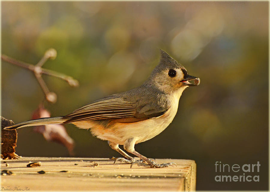 Tufted Titmouse #1 Photograph by Debbie Portwood
