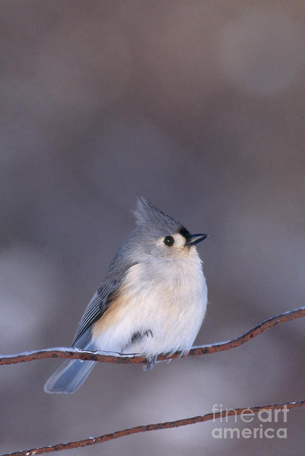 Tufted Titmouse #1 Photograph by Larry West