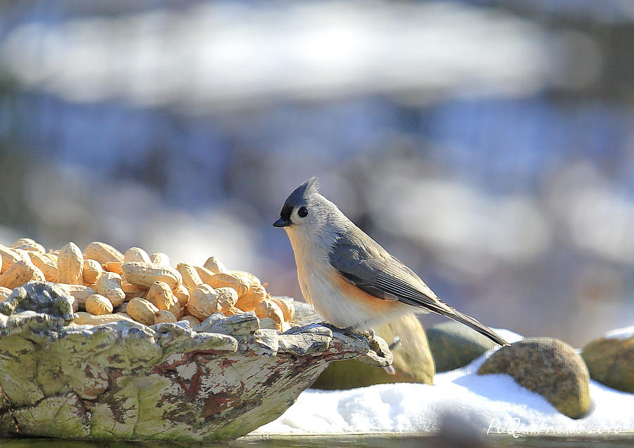 Tufted Titmouse #1 Photograph by PJQandFriends Photography