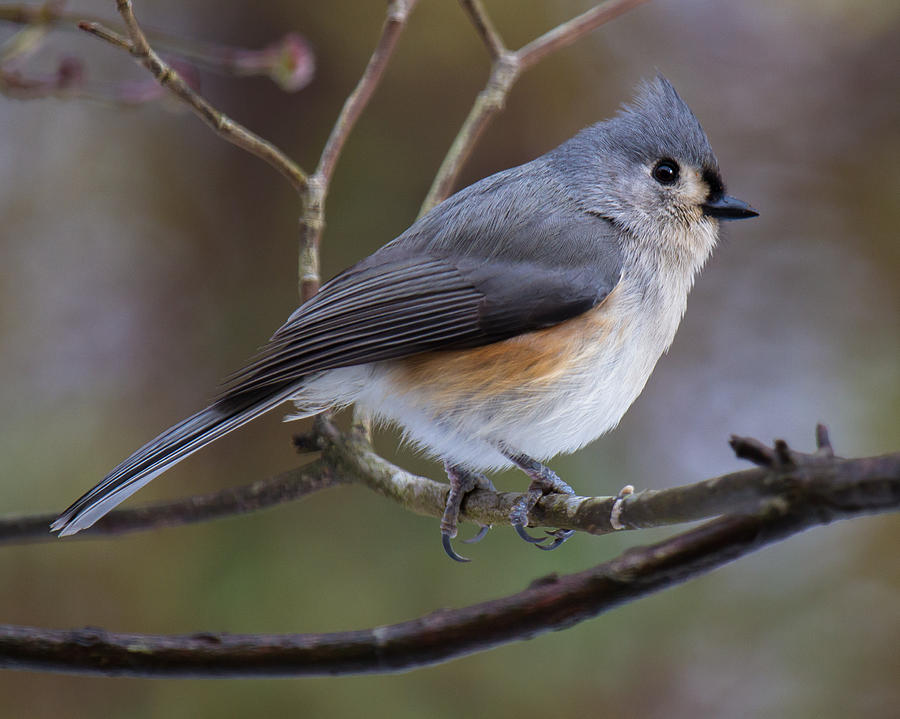 Tufted Titmouse #1 Photograph by Robert L Jackson