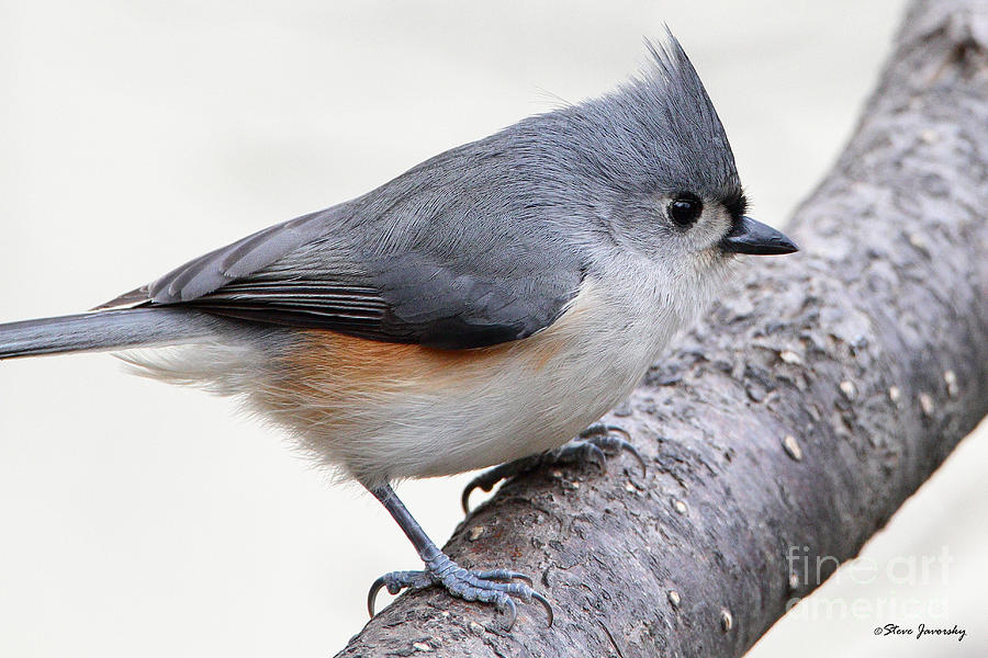 Tufted Titmouse #1 Photograph by Steve Javorsky