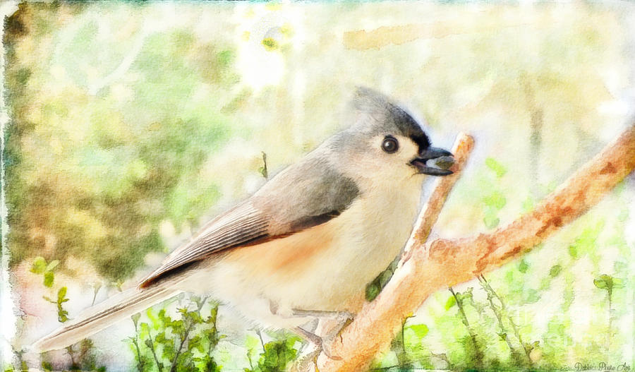 Tufted Titmouse with seed - Digital Paint Photograph by Debbie Portwood