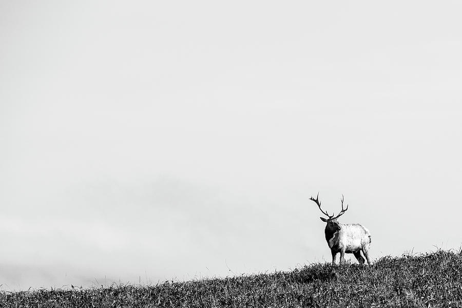 Point Reyes National Seashore Photograph - Tule Elk At Point Reyes #1 by Brandon Huttenlocher