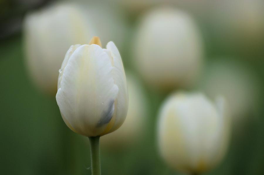 Tulip 1 #1 Photograph by Douglas Pike