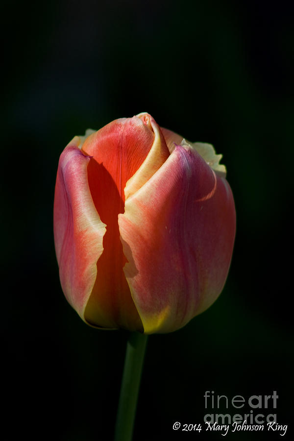 Flower Photograph - Tulip 1 #1 by Mary C Johnson