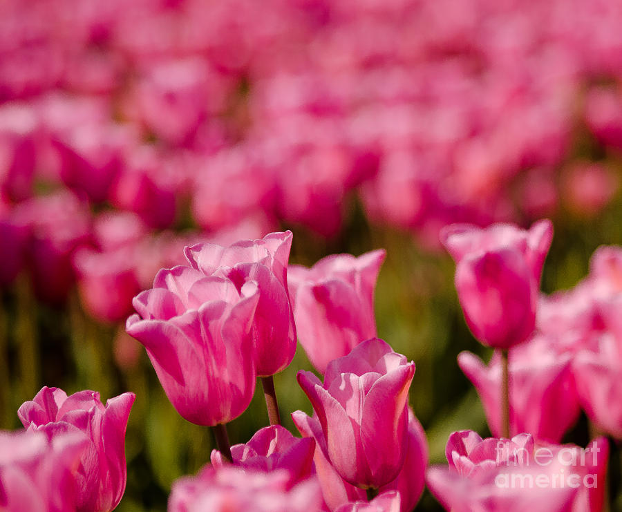 Spring Photograph - Pink #1 by Nick Boren