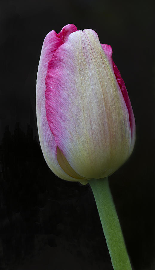 Tulip Bright #1 Photograph by Diane Fifield