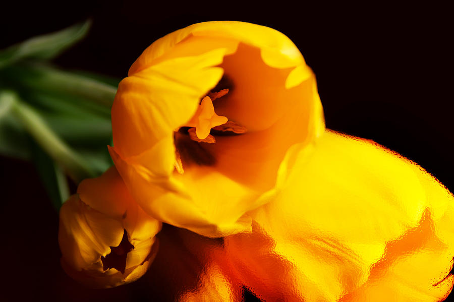 Tulip #1 Photograph by Christine Sponchia