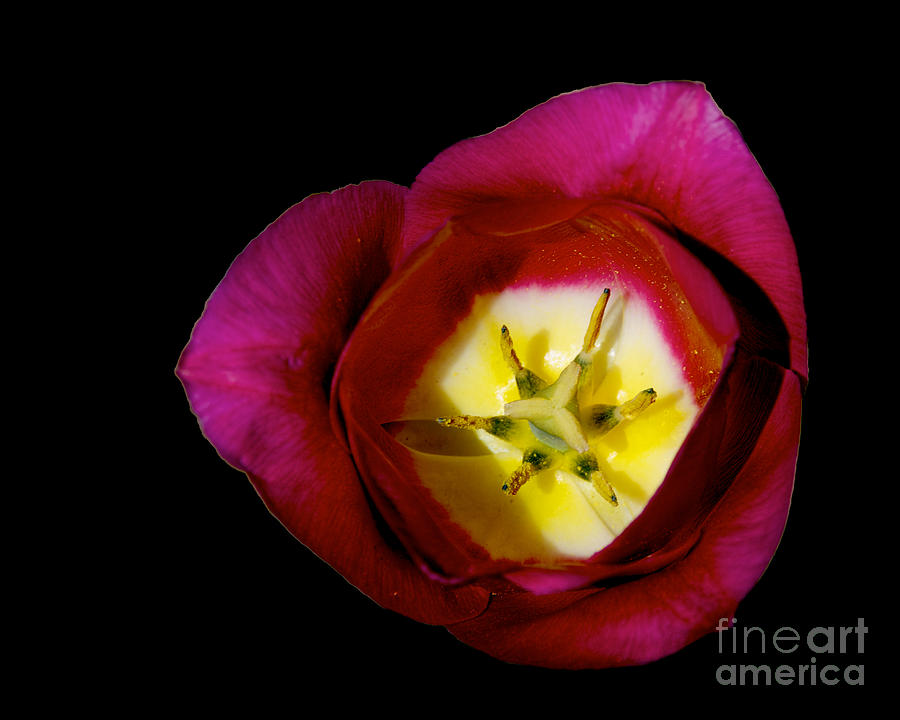 Tulip Closeup #1 Photograph by Mark Dodd