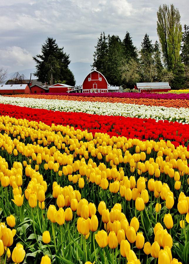 Tulip Farms Photograph by Benjamin Yeager