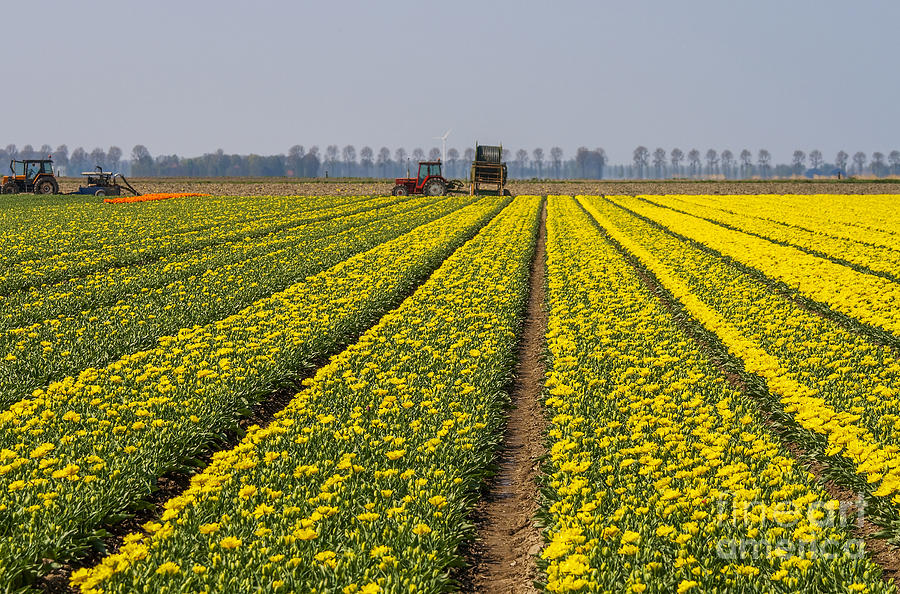 Tulip farmers in the Netherlands Photograph by Patricia Hofmeester